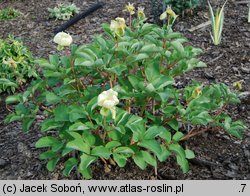 Paeonia mlokosewitschii (piwonia Młokosiewicza)