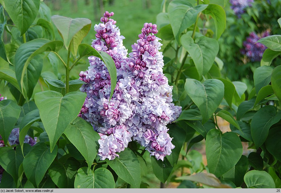 Syringa vulgaris Jules Simon