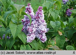 Syringa vulgaris Jules Simon