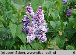 Syringa vulgaris Jules Simon