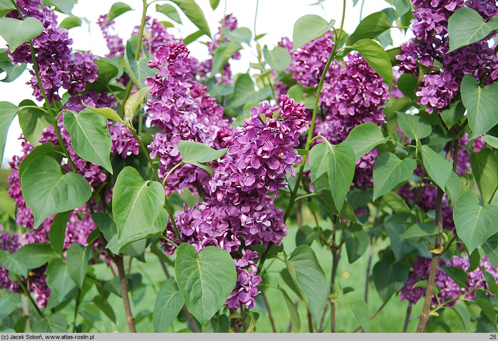 Syringa vulgaris Hugo de Vries