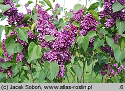 Syringa vulgaris Hugo de Vries