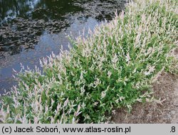 Salix integra (wierzba całolistna)