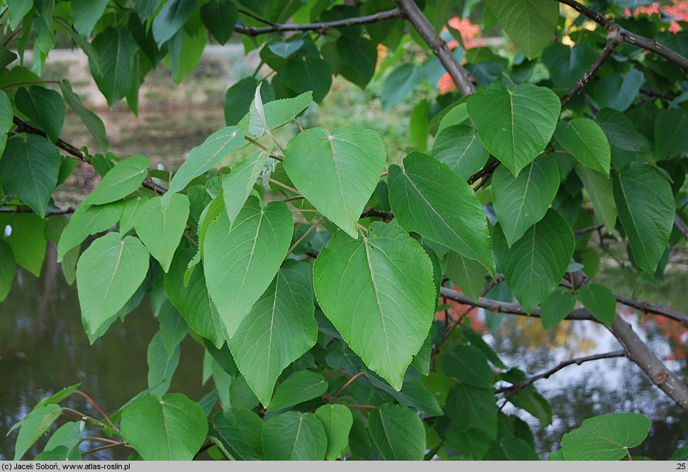 Populus ×wilsocarpa (topola mieszańcowa)