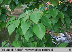 Populus ×wilsocarpa (topola mieszańcowa)