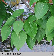 Populus ×wilsocarpa (topola mieszańcowa)