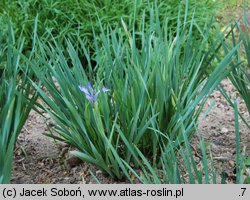 Iris lactea (kosaciec mlecznobiały)