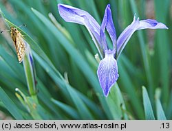 Iris lactea (kosaciec mlecznobiały)