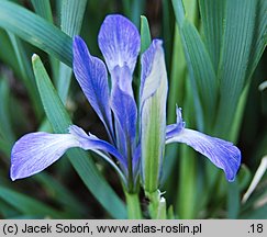 Iris lactea (kosaciec mlecznobiały)