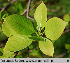 Nyssa sylvatica (błotnia leśna)