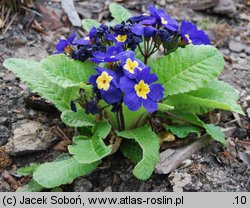 Primula ×polyantha Crescendo Blue