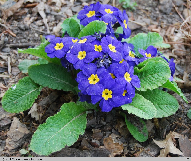 Primula ×polyantha Crescendo Blue