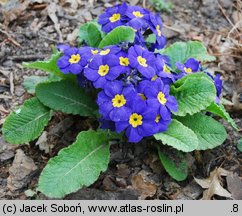 Primula ×polyantha Crescendo Blue