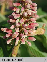 Aesculus pavia (kasztanowiec krwisty)