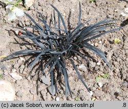 Ophiopogon planiscapus (konwalnik płaskopędowy)