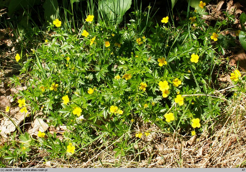 Potentilla erecta (pięciornik kurze ziele)