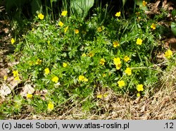 Potentilla erecta (pięciornik kurze ziele)