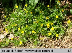 Potentilla erecta (pięciornik kurze ziele)