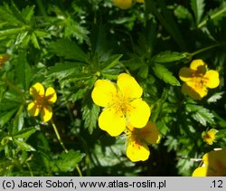 Potentilla erecta (pięciornik kurze ziele)