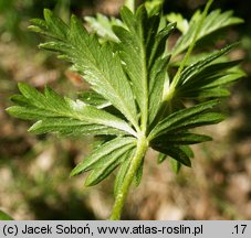 Potentilla erecta (pięciornik kurze ziele)