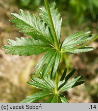 Potentilla erecta (pięciornik kurze ziele)