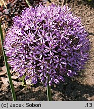 Allium hollandicum (czosnek holenderski)