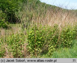 Reynoutria japonica (rdestowiec ostrokończysty)