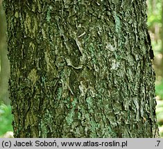 Sorbus torminalis (jarząb brekinia)