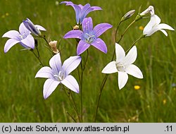 Campanula patula (dzwonek rozpierzchły)