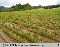 Beta vulgaris ssp. vulgaris var. altissima (burak cukrowy)