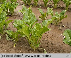 Beta vulgaris ssp. vulgaris var. altissima (burak cukrowy)