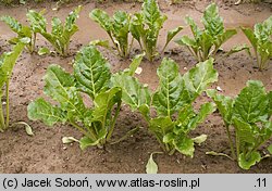 Beta vulgaris ssp. vulgaris var. altissima (burak cukrowy)