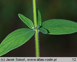 Hypericum hirsutum (dziurawiec kosmaty)