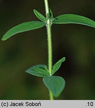 Hypericum hirsutum (dziurawiec kosmaty)