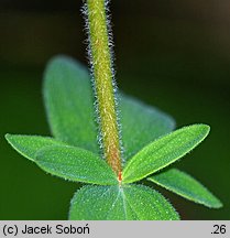 Hypericum hirsutum (dziurawiec kosmaty)