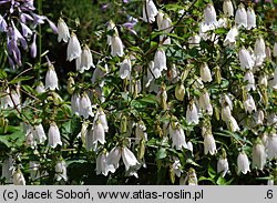 Campanula punctata (dzwonek kropkowany)