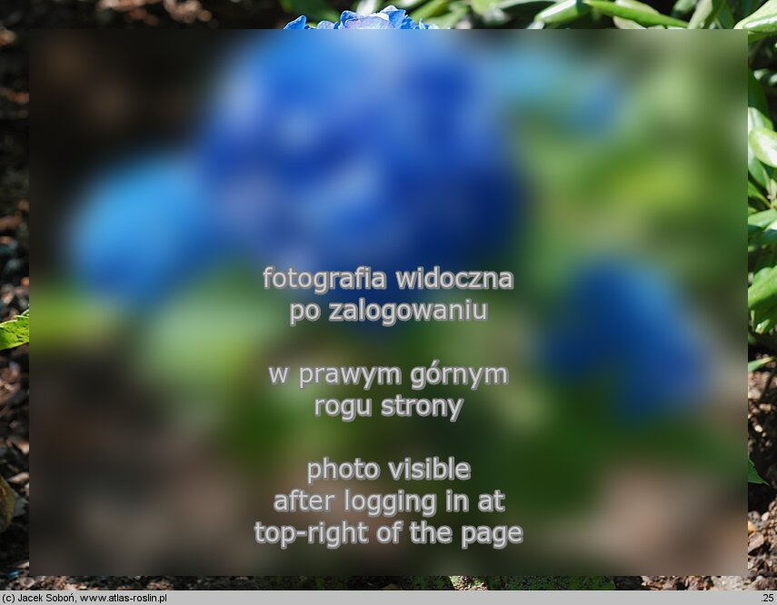 Hydrangea macrophylla Renate Steiniger