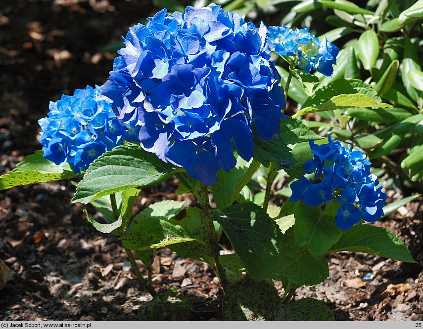 Hydrangea macrophylla Renate Steiniger