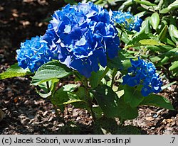 Hydrangea macrophylla Renate Steiniger