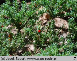 Podocarpus alpinus (podokarpus tasmański)