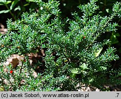 Podocarpus alpinus (podokarpus tasmański)