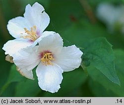 Philadelphus Belle Etoile