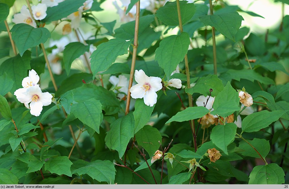 Philadelphus Belle Etoile