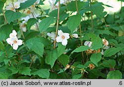 Philadelphus Belle Etoile