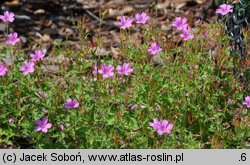 Geranium endressii