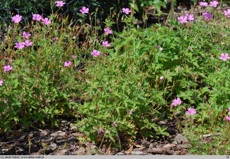 Geranium endressii