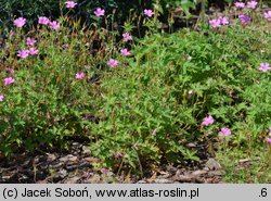 Geranium endressii