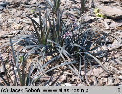 Ophiopogon planiscapus (konwalnik płaskopędowy)