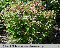 Rubus microphyllus (jeżyna drobnolistna)