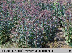 Hylotelephium spectabile Matrona